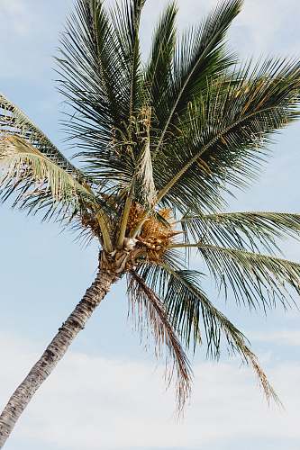 tree photo of coconut tree during daytime arecaceae
